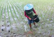 Seorang petani di Lebak tengah menebar pupuk subsidi. Foto Antara