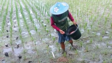 Seorang petani di Lebak tengah menebar pupuk subsidi. Foto Antara