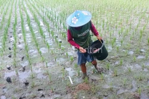 Seorang petani di Lebak tengah menebar pupuk subsidi. Foto Antara