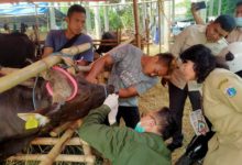 Pemeriksaan PMK di Jakarta Timur. Foto: Diskominfotik DK Jakarta