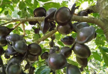 Pohon jengkol. Foto: Rimba Kita