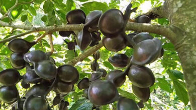 Pohon jengkol. Foto: Rimba Kita