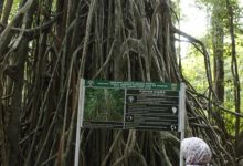 Pohon Kiara yang ada di Pulau Peucang, TN Ujung Kulon, Pandegalng. Foto Nana Amdan