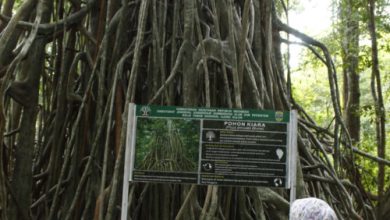 Pohon Kiara yang ada di Pulau Peucang, TN Ujung Kulon, Pandegalng. Foto Nana Amdan