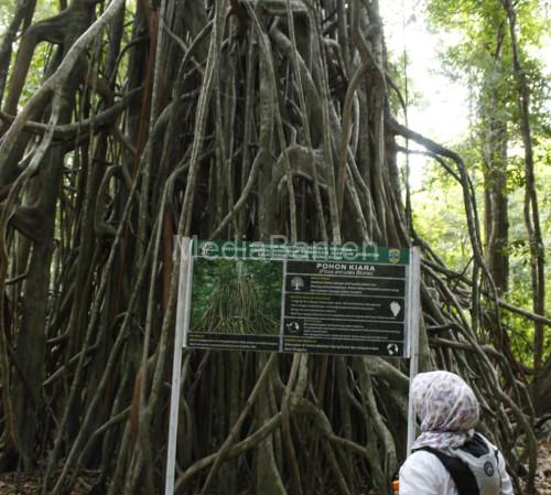 Pohon Kiara yang ada di Pulau Peucang, TN Ujung Kulon, Pandegalng. Foto Nana Amdan