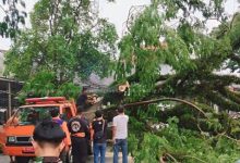 Pohon roboh di Lebak. Foto: Antara