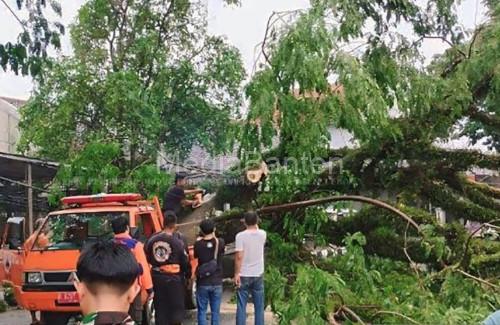 Pohon roboh di Lebak. Foto: Antara