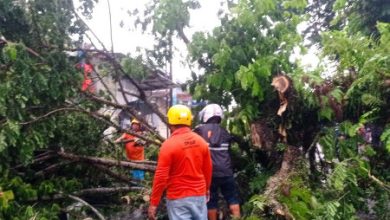 Pohon besar tumbang di Rangkasbitung akibat angin kencang. Foto: LKBN Antara