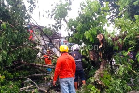 Pohon besar tumbang di Rangkasbitung akibat angin kencang. Foto: LKBN Antara