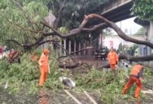 Pohon di pinggir jalan Kota Tangerang tumbang. Foto: Daeng Yusvin