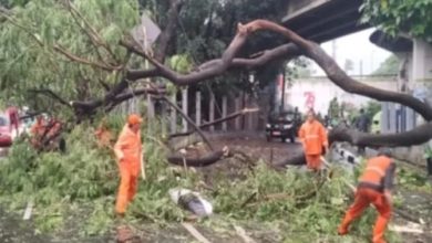 Pohon di pinggir jalan Kota Tangerang tumbang. Foto: Daeng Yusvin