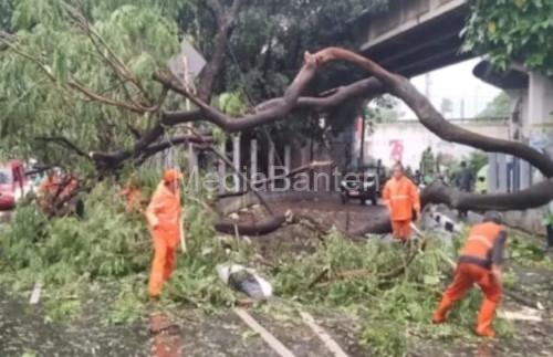 Pohon di pinggir jalan Kota Tangerang tumbang. Foto: Daeng Yusvin
