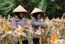 Plda Banten hasil panen jagung. Foto: Antara