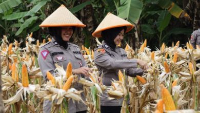 Plda Banten hasil panen jagung. Foto: Antara