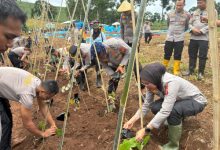 Biro SDM Polda Jabar tanam ubi ungu di Cikalong Wetan. Foto Yono