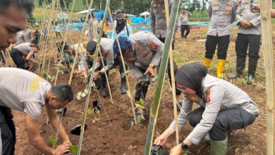 Biro SDM Polda Jabar tanam ubi ungu di Cikalong Wetan. Foto Yono