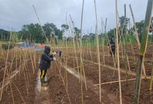 Lahan di Cikalong Wetan yang ditanami ubi Ungu. Foto Yono