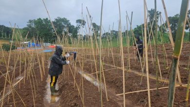 Lahan di Cikalong Wetan yang ditanami ubi Ungu. Foto Yono