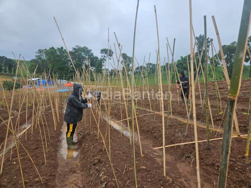 Lahan di Cikalong Wetan yang ditanami ubi Ungu. Foto Yono