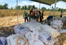 Polres Serang menggelar panen raya jagung di Rancasumur. Foto Yono