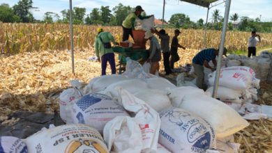 Polres Serang menggelar panen raya jagung di Rancasumur. Foto Yono
