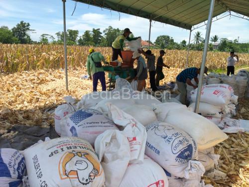 Polres Serang menggelar panen raya jagung di Rancasumur. Foto Yono