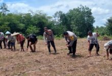 Polres Serang melakukan perluasan areal tanam jagung. Foto Yono