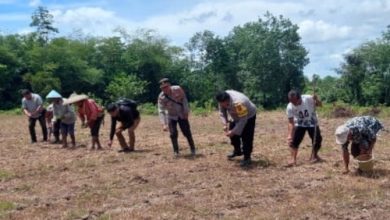 Polres Serang melakukan perluasan areal tanam jagung. Foto Yono