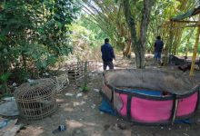 Lokasi judi Sabung Ayam di Desa Mekarsari. Foto Yono