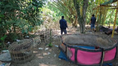 Lokasi judi Sabung Ayam di Desa Mekarsari. Foto Yono