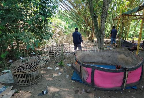 Lokasi judi Sabung Ayam di Desa Mekarsari. Foto Yono