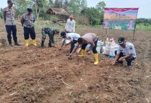 Polsek Carenang melakukan penanaman jagung kuartal III. Foto: Yono