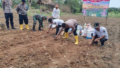 Polsek Carenang melakukan penanaman jagung kuartal III. Foto: Yono