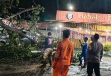 Polsek Cibeber merespon cepat laporan pohon tumbang di JLS Kota Cilegon. Foto Yusvin Karuyan