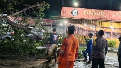 Polsek Cibeber merespon cepat laporan pohon tumbang di JLS Kota Cilegon. Foto Yusvin Karuyan