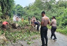 Petugas Polsek Cikeusal mengevauasi pohon beringin tumbang. Foto: Yono