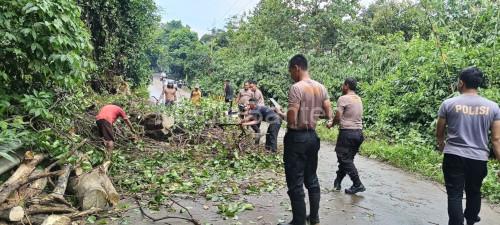 Petugas Polsek Cikeusal mengevauasi pohon beringin tumbang. Foto: Yono