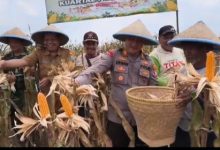 Polsek Jawilan melakukan panen jagung. Foto Yono