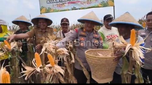 Polsek Jawilan melakukan panen jagung. Foto Yono