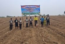 Polsek Jawilan melakukan penanaman jagung. Foto Yono