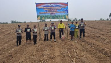 Polsek Jawilan melakukan penanaman jagung. Foto Yono
