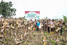 Panen jagung seluas 6 hektar di Jawilan. Foto Yono