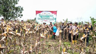 Panen jagung seluas 6 hektar di Jawilan. Foto Yono