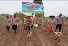 Polsek Jawilan melaksanakan penanaman jagung. Foto Yono