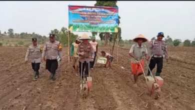 Polsek Jawilan melaksanakan penanaman jagung. Foto Yono