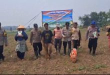 Polsek Jawilan melakukan penanaman jagung. Foto Yono
