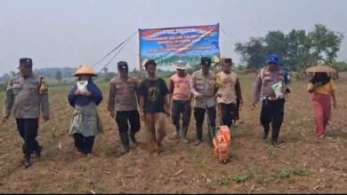 Polsek Jawilan melakukan penanaman jagung. Foto Yono