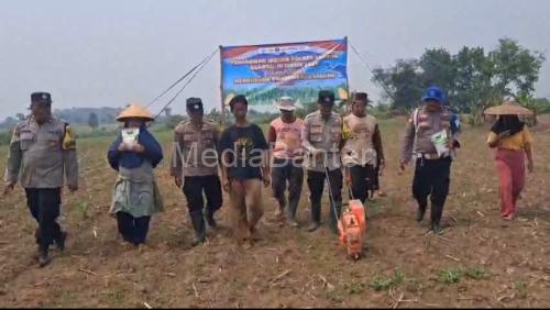Polsek Jawilan melakukan penanaman jagung. Foto Yono