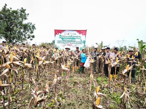 Panen jagung seluas 6 hektar di Jawilan. Foto Yono