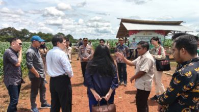 Kunjungan delegasi Tiongkok ke Perkebunan Jagung Polres Serang di Kopo. Foto Yono